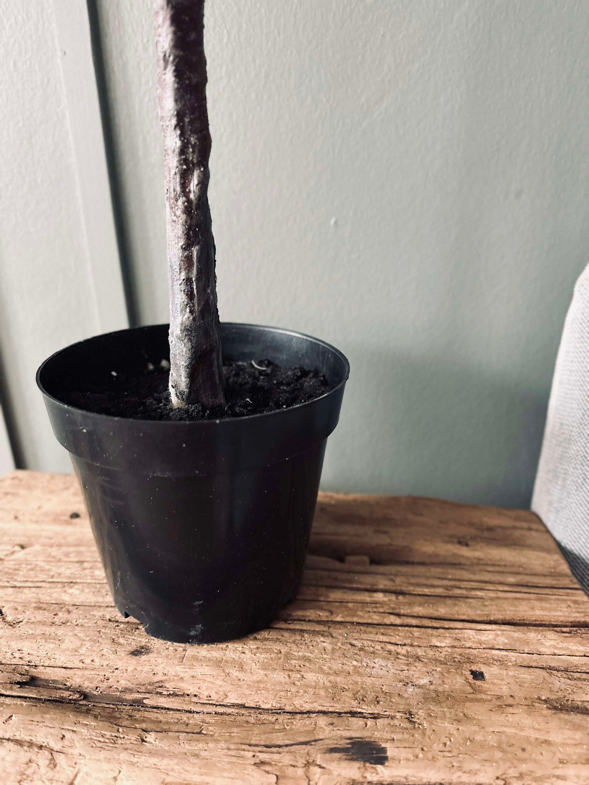 Magnoliaboom in pot - 120 cm Wit