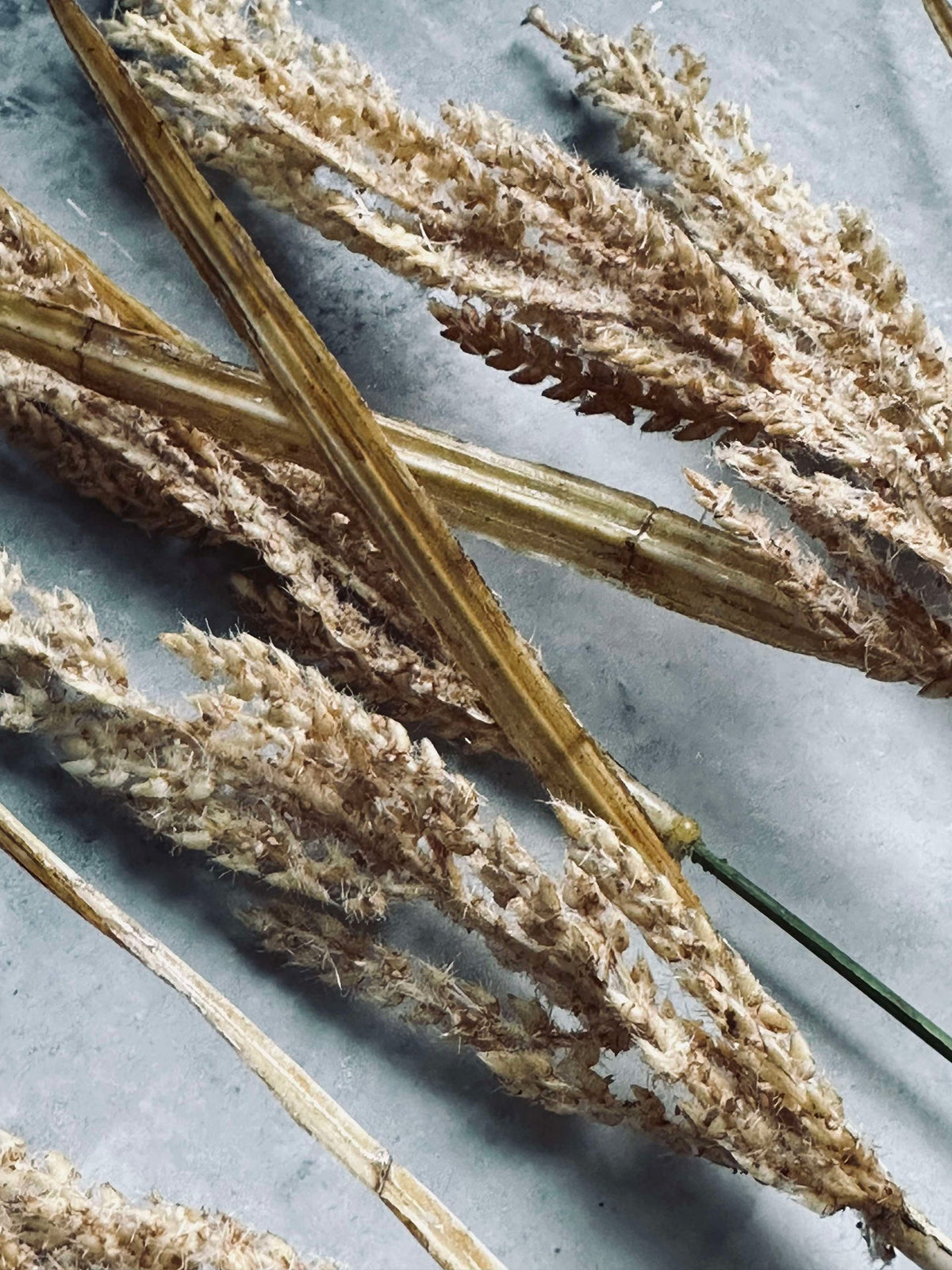 Gouden gras