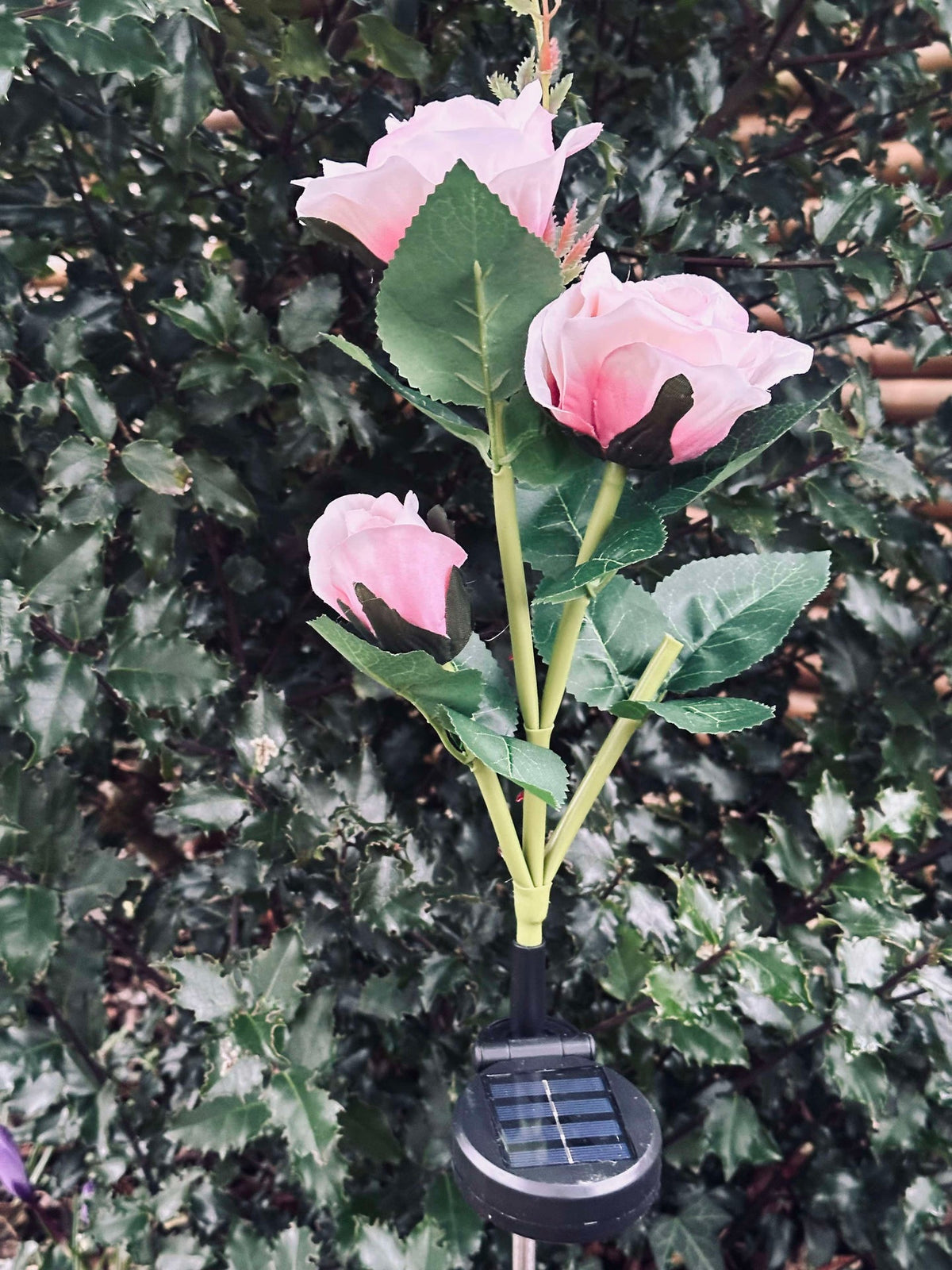 Roos met zonnepanelen - Roze