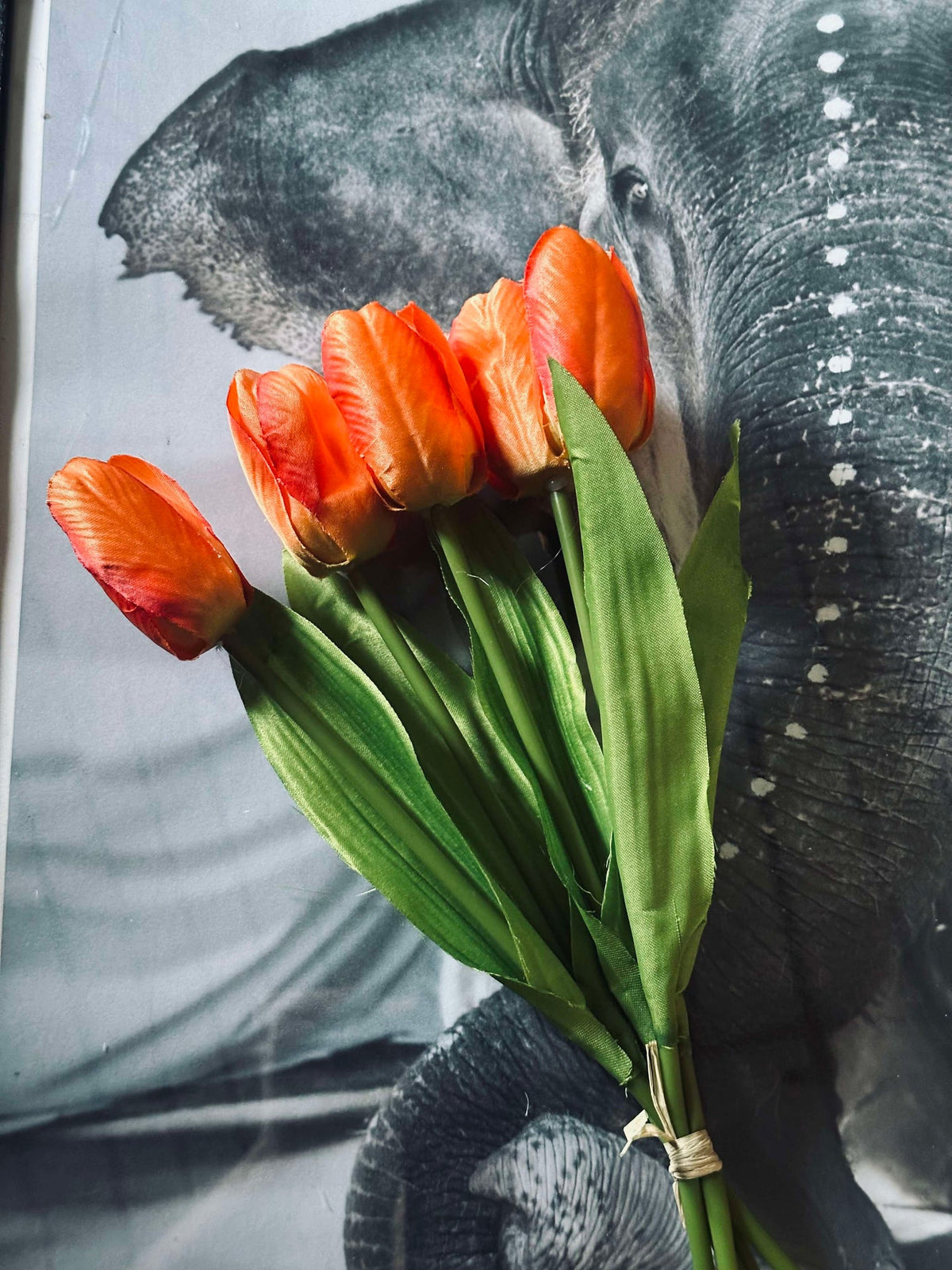 Tulpen Oranje