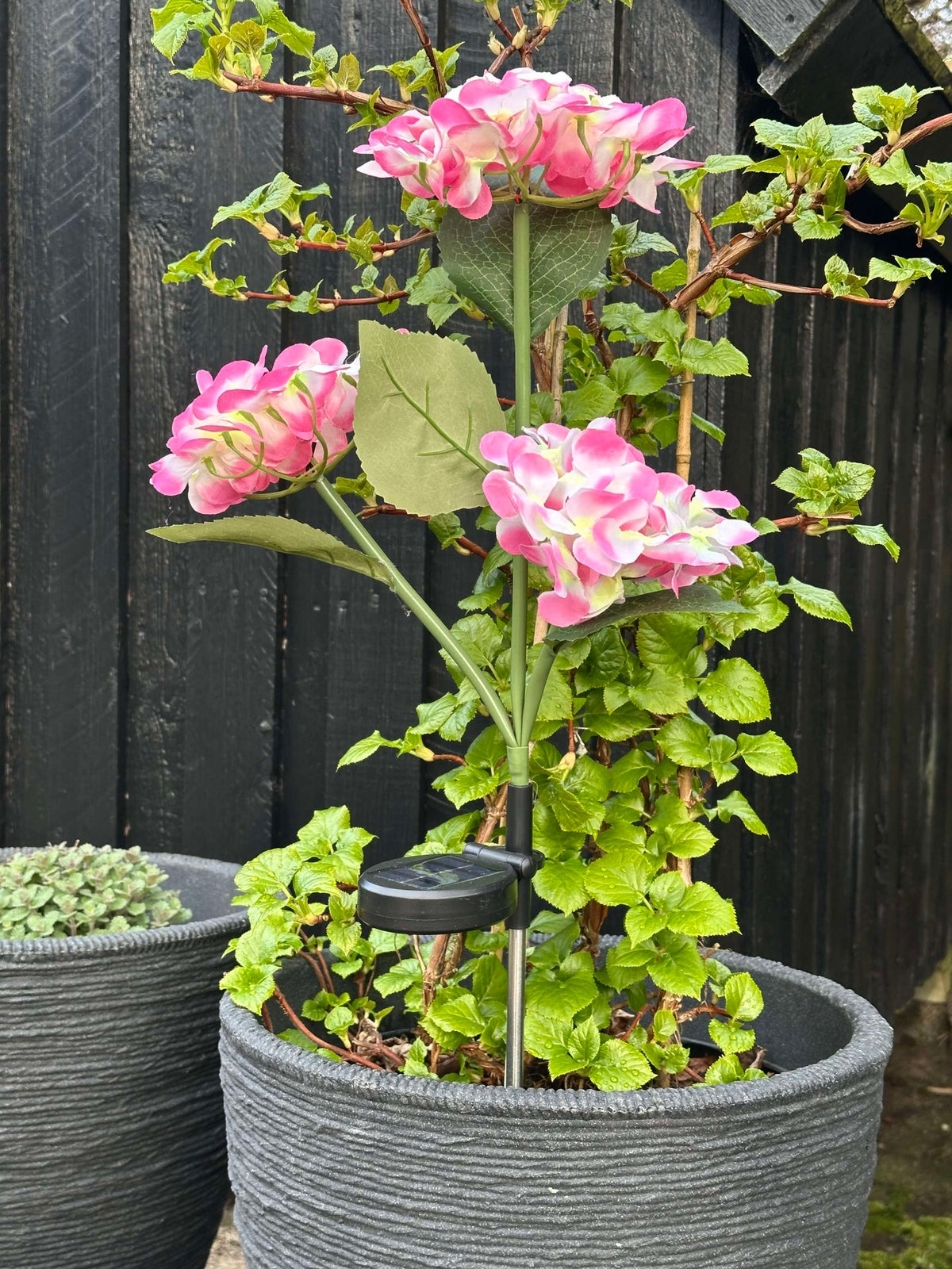 Hortensia met solarverlichting