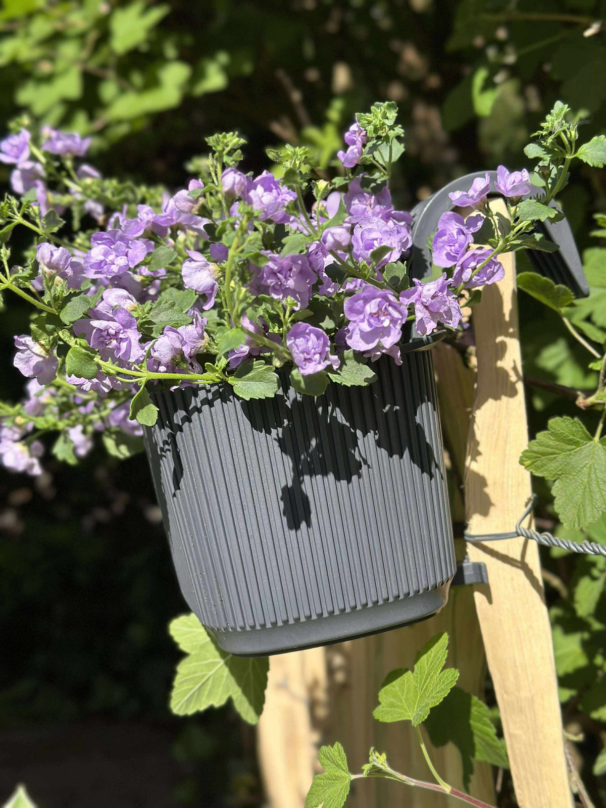 Plantenbak met ophanging - Antraciet