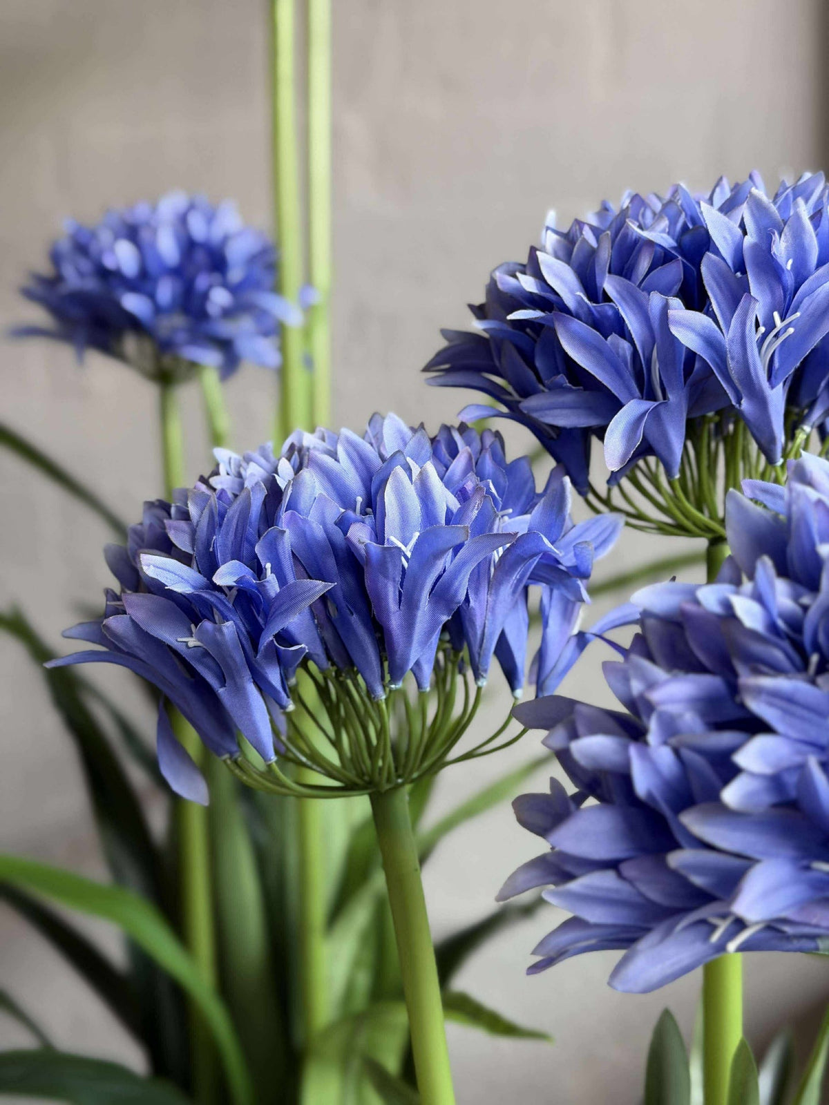 Agapanthus 80cm - meerdere kleuren