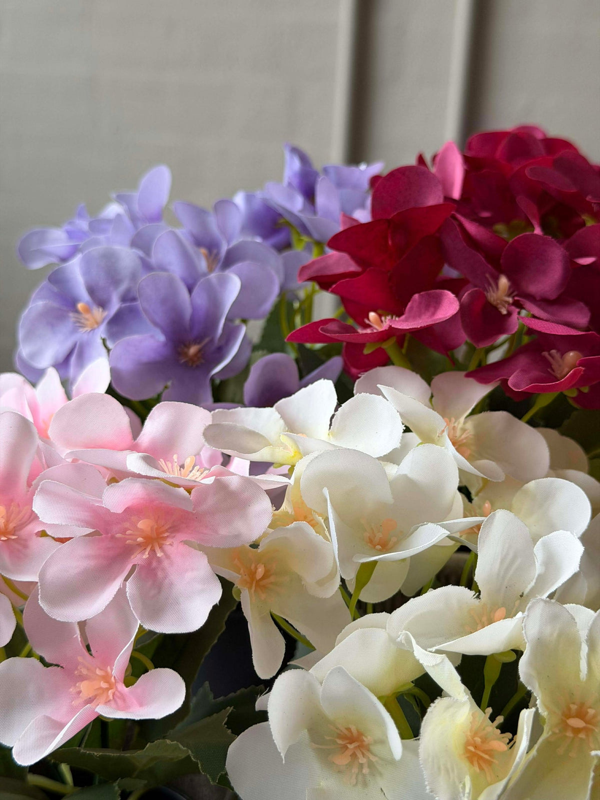 Mini hortensia in pot - meerdere kleuren