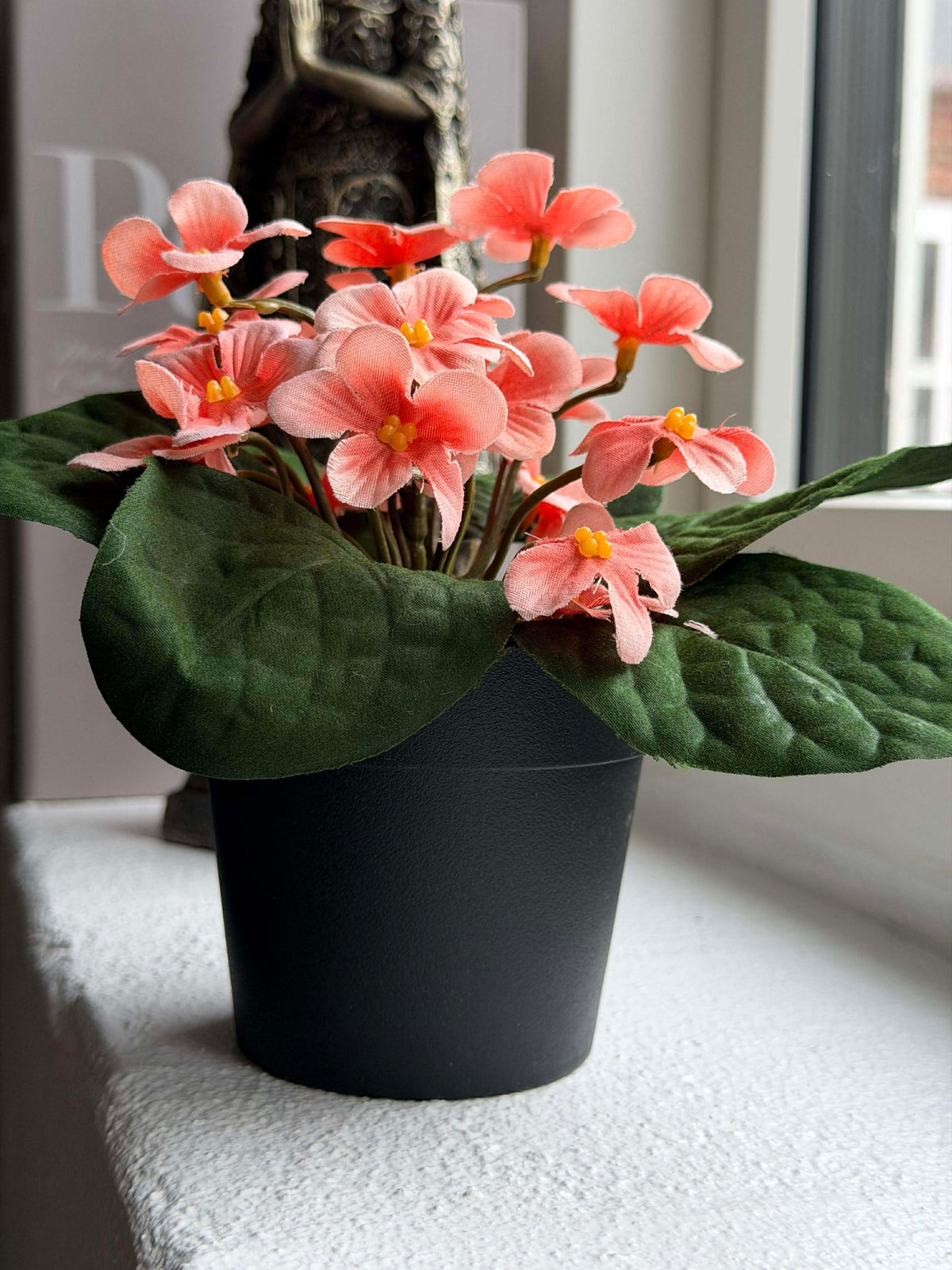 Saintpaulia in pot - meerdere kleuren