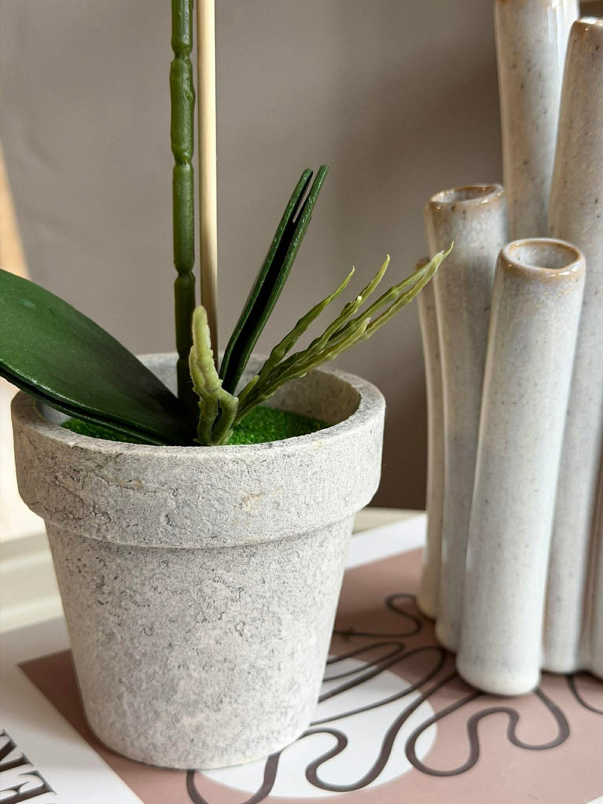 Orchidee in Pot - Meerdere kleuren
