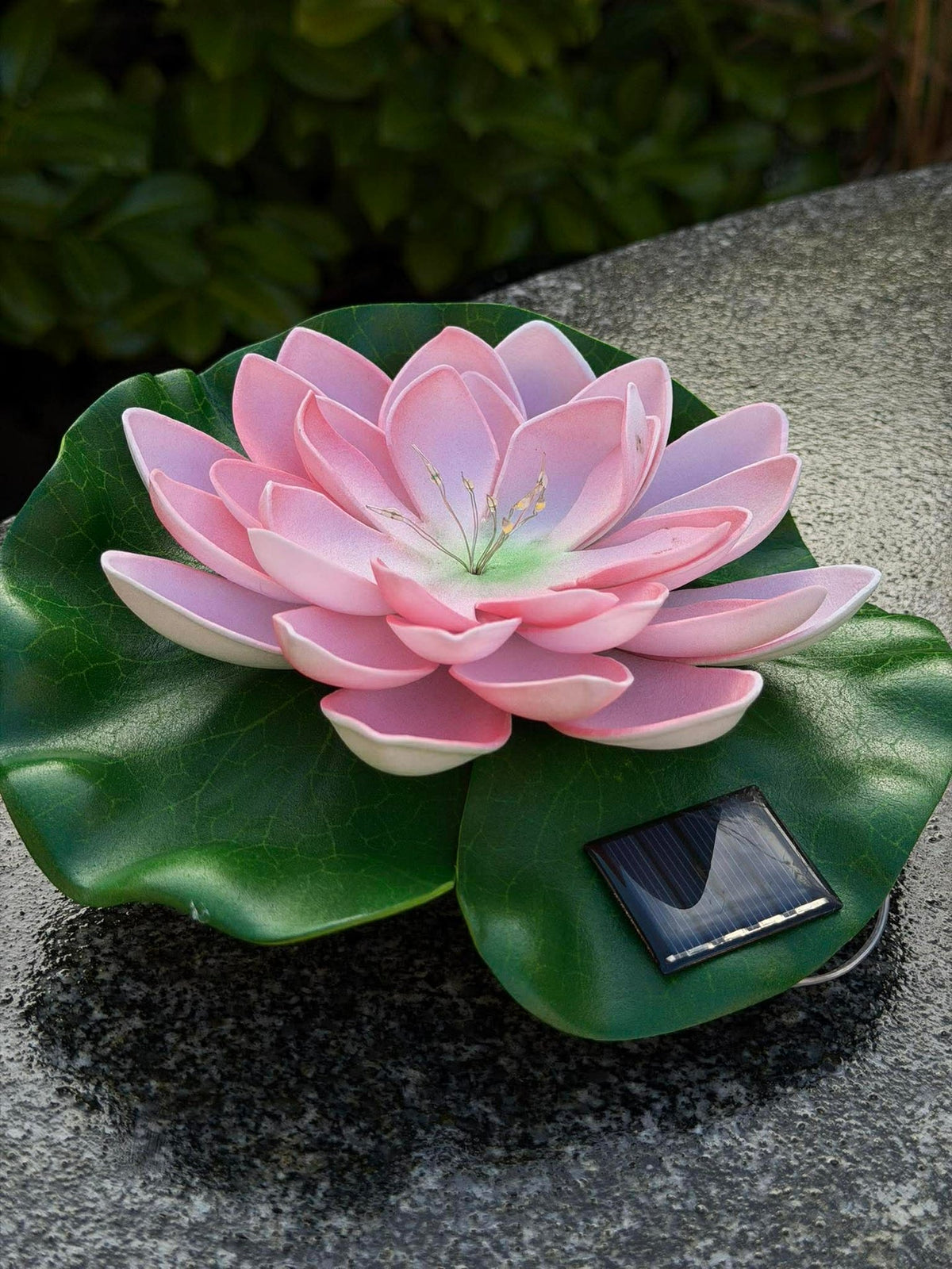 Solar LOTUS – Roze