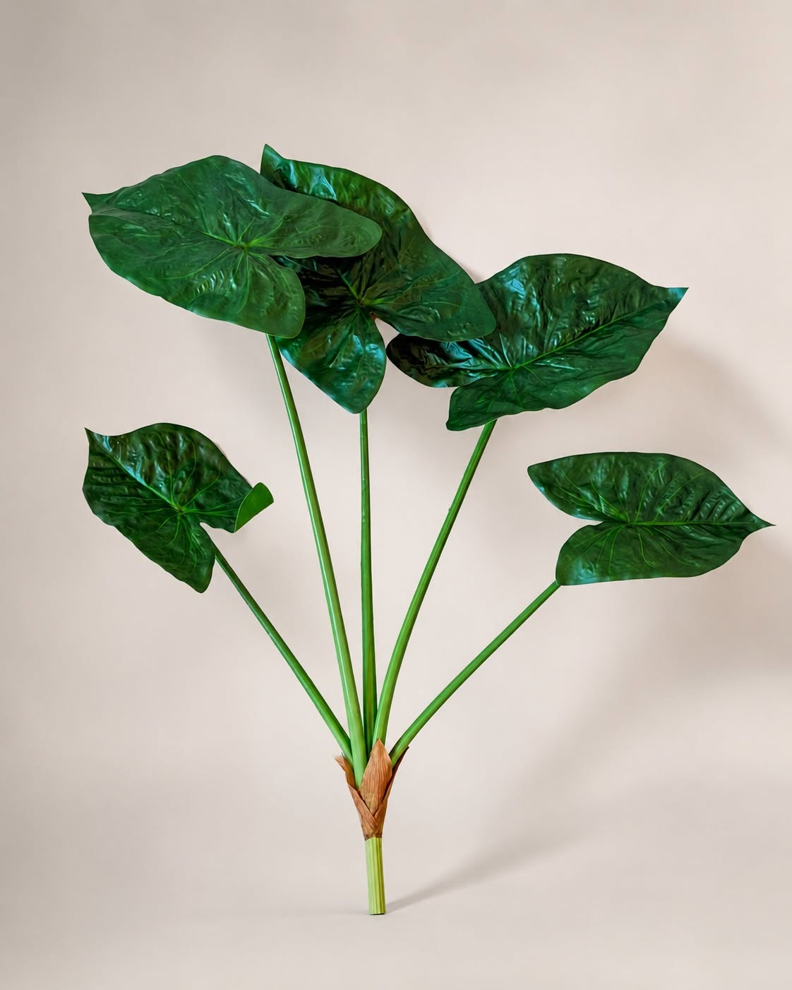 Planten Alocasia Big H:79 cm Groen