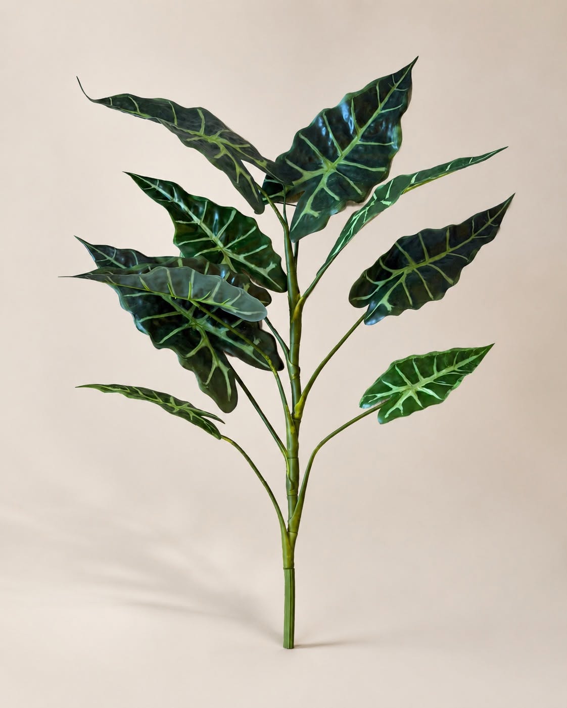 Plant Alocasia H:80 cm bont