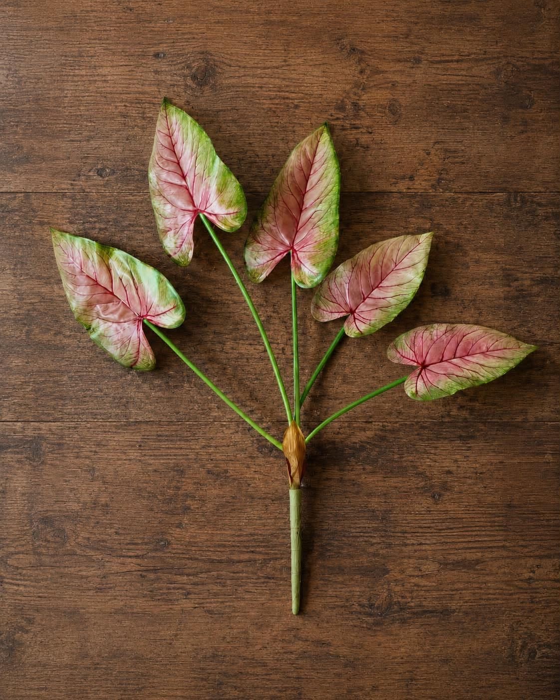 Plante Caladium 66 cm Roze