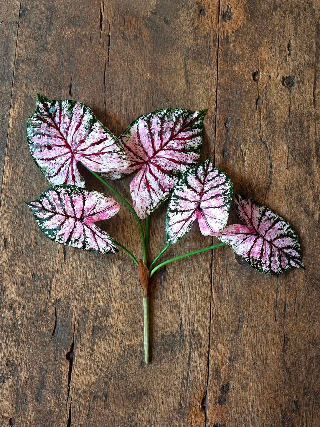 Plant Caladium H:67 cm Roze/Groen