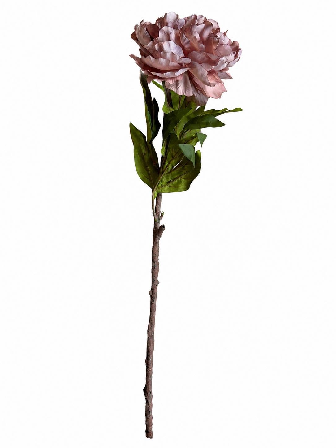 Pioen - Dusty rose
