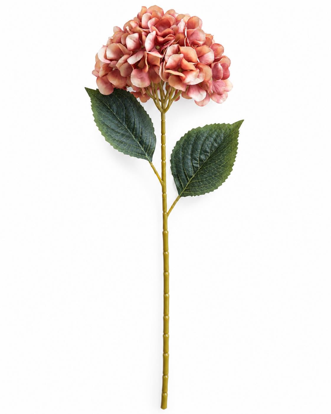 Hortensia gebrande kleuren - Mix