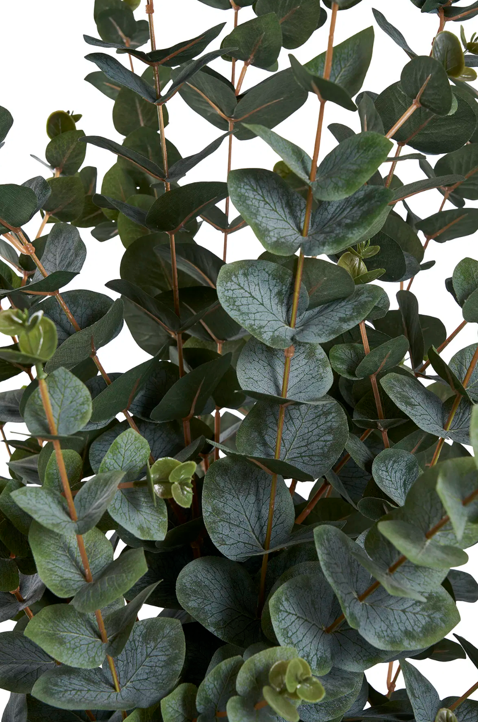 Eucalyptusbom