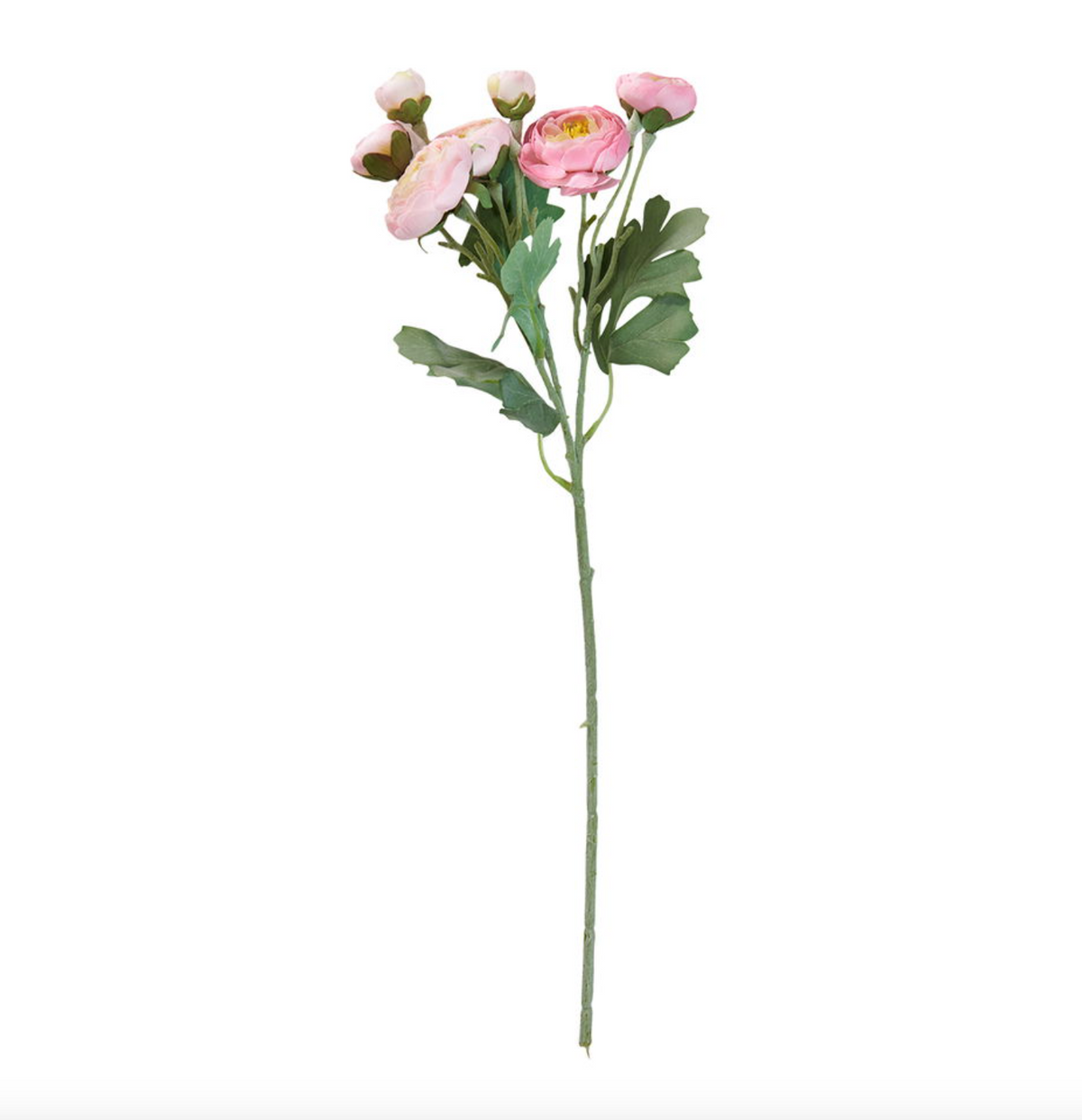 Bloem Ranunkel steel