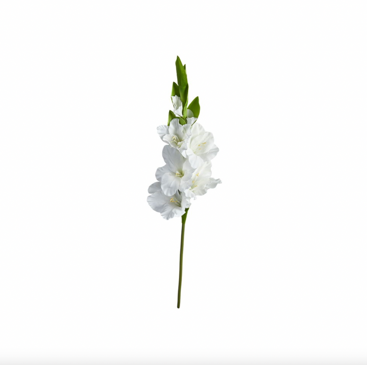 Gladiolus steel