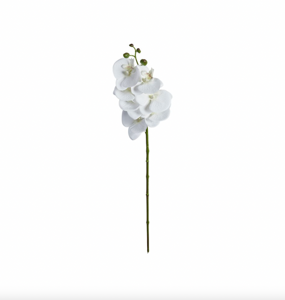 Orchideeënstengel