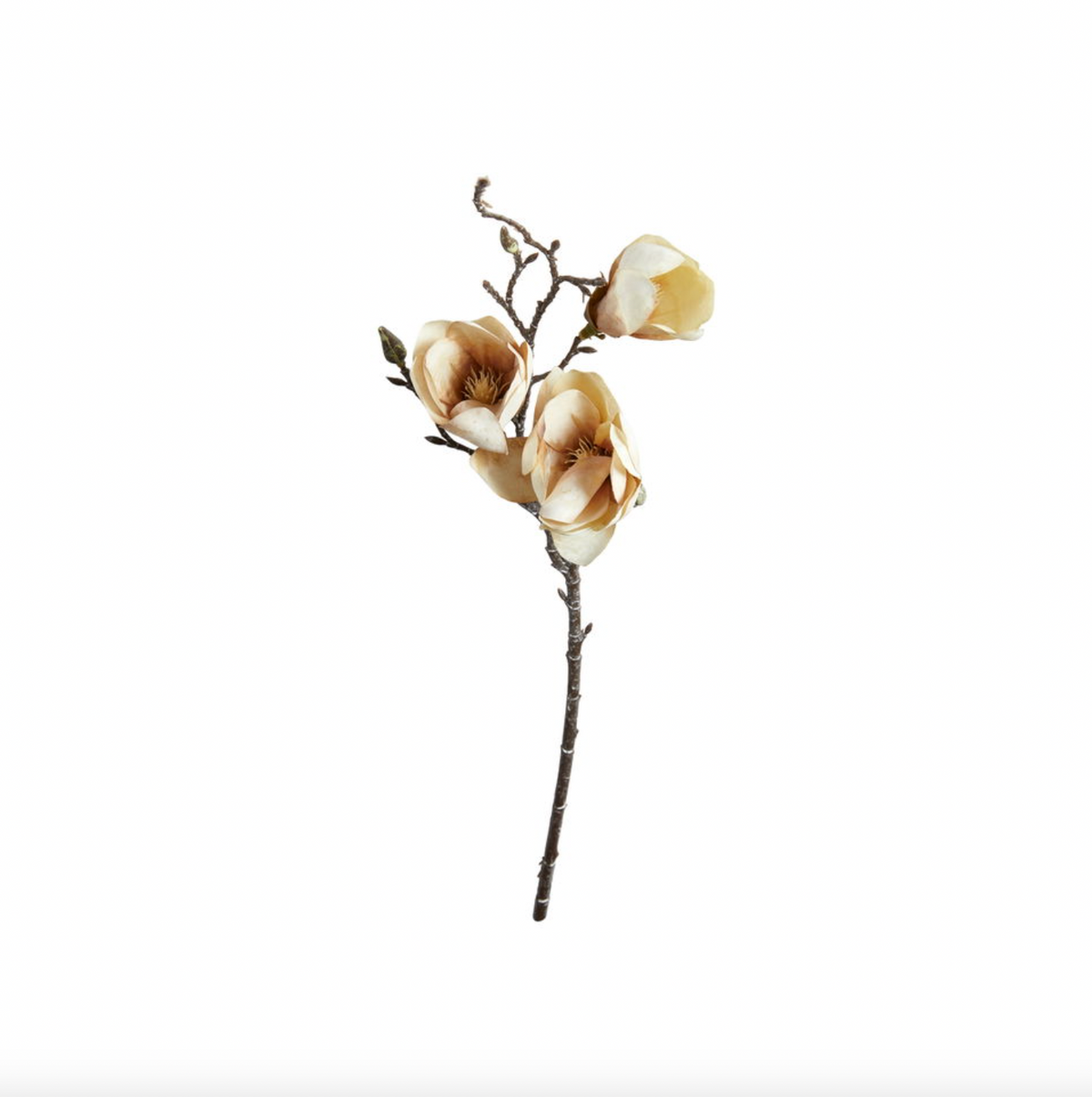 Magnolia-steel
