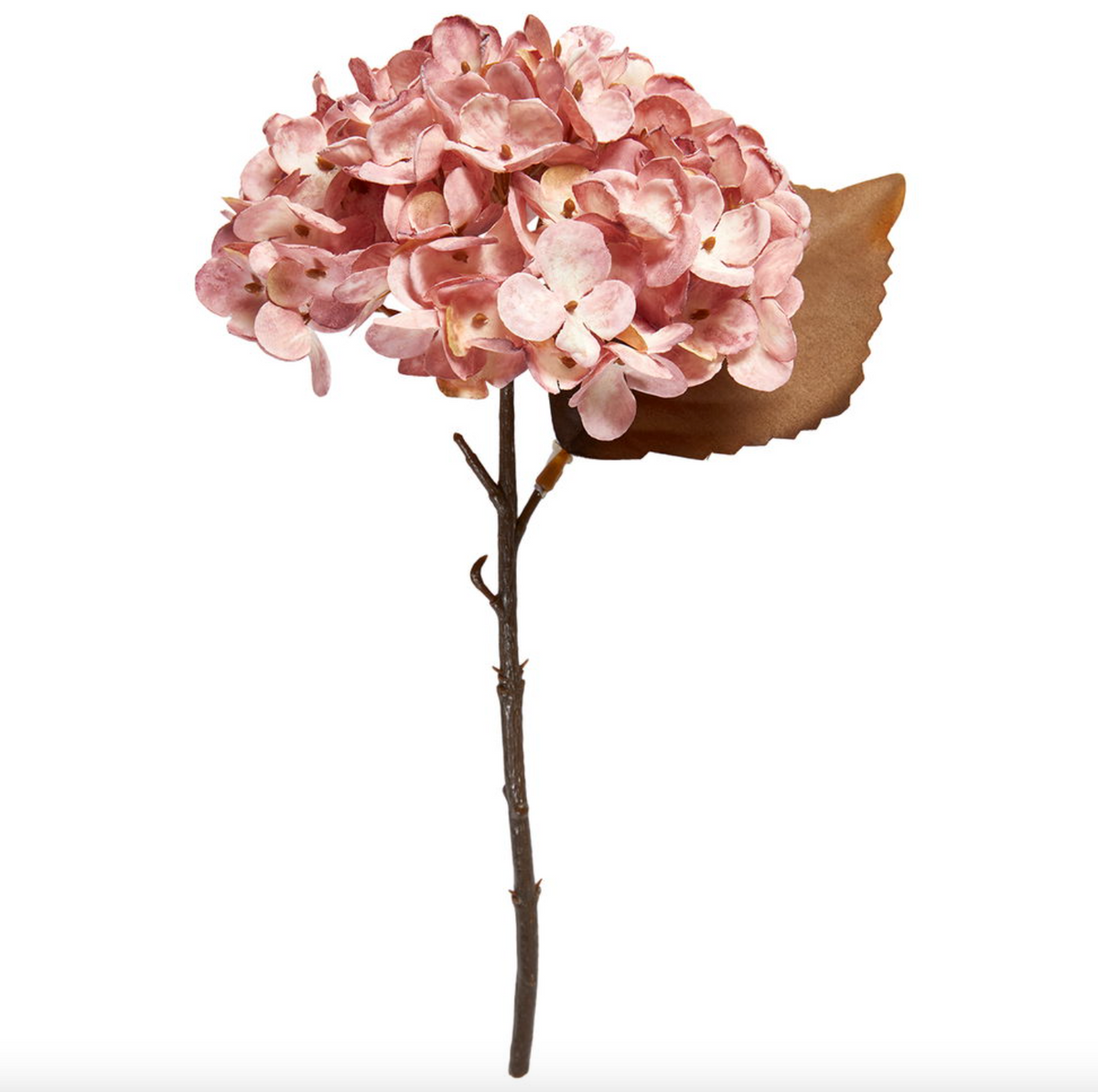 Hortensia steel