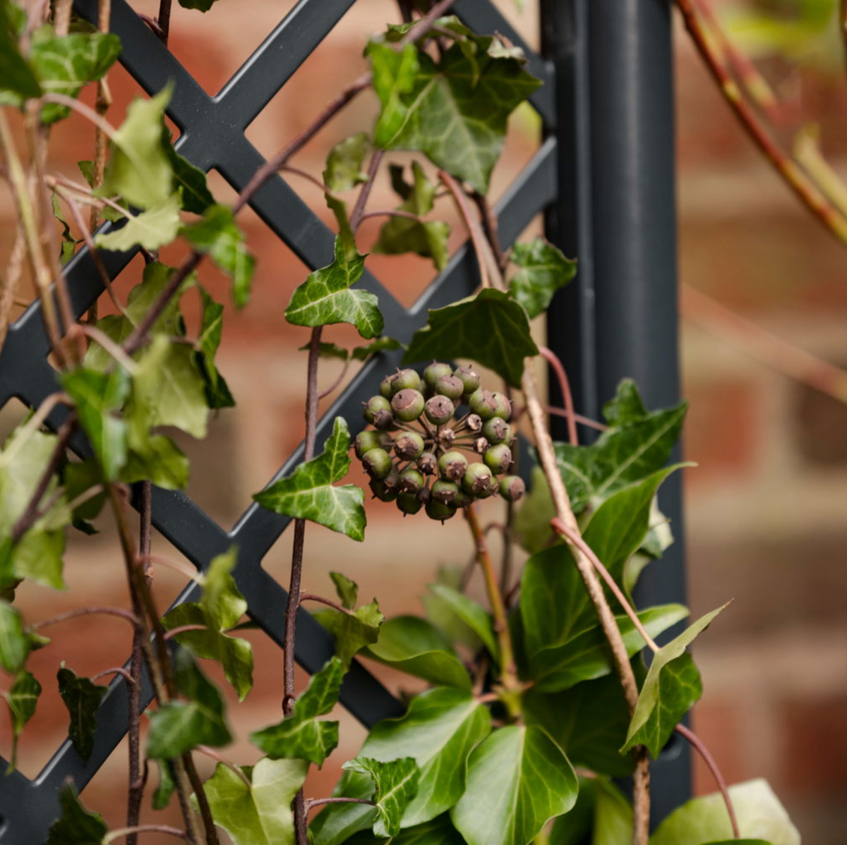 Plantenbak met trellis