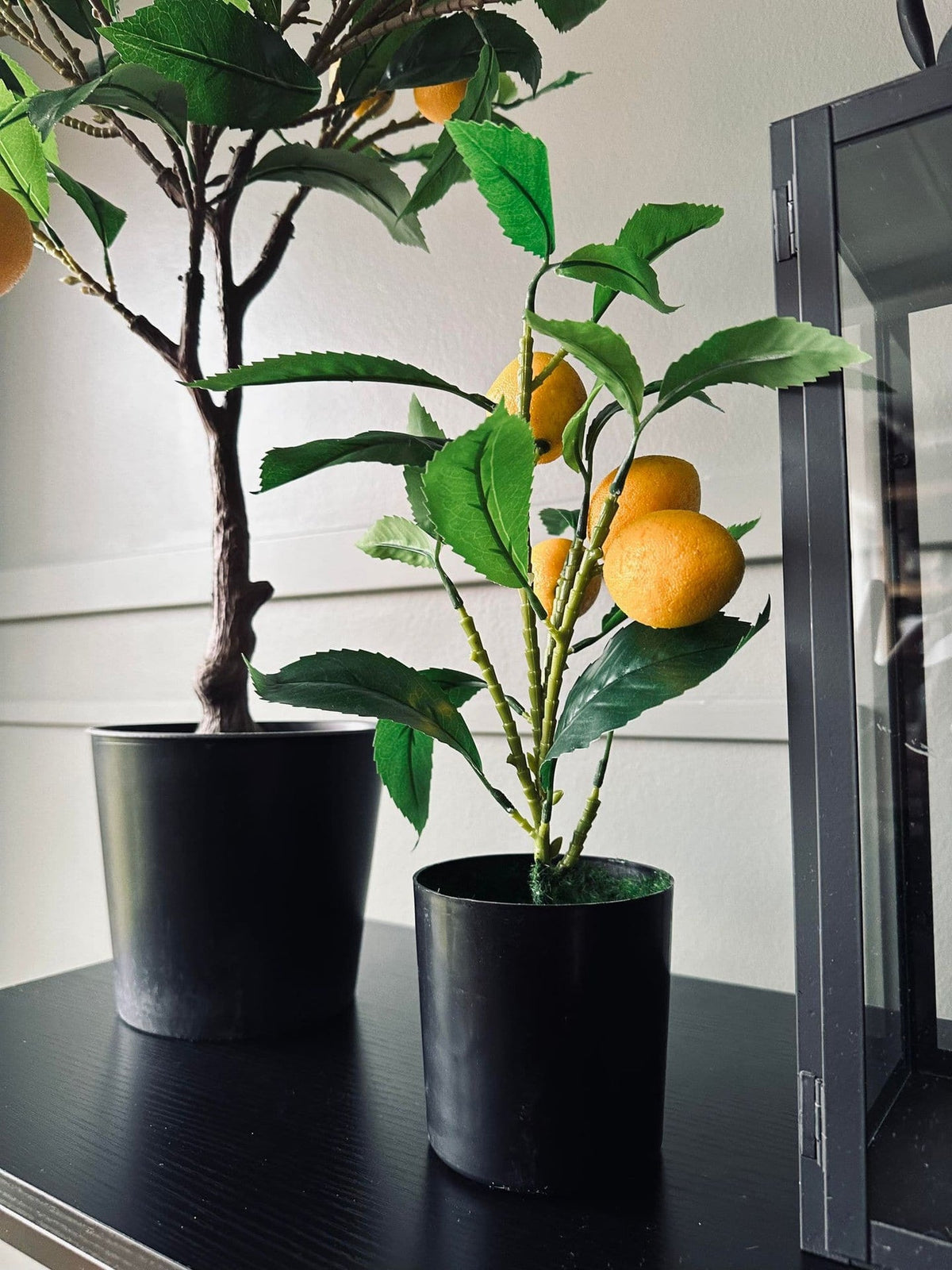 Citrustræ – Lille - VIAMAJA.DK