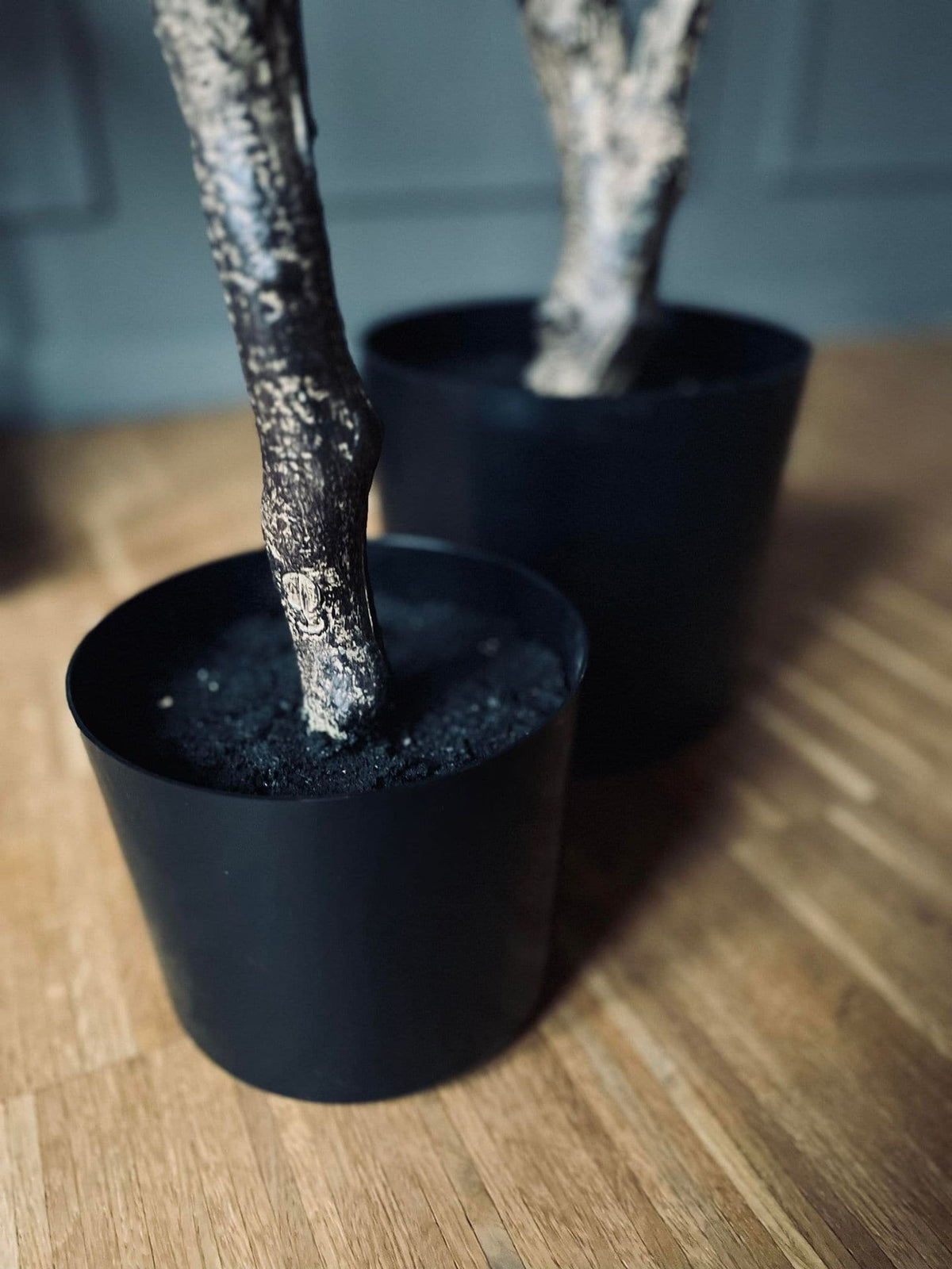 Magnoliatræ i pot - 160cm - VIAMAJA.DK