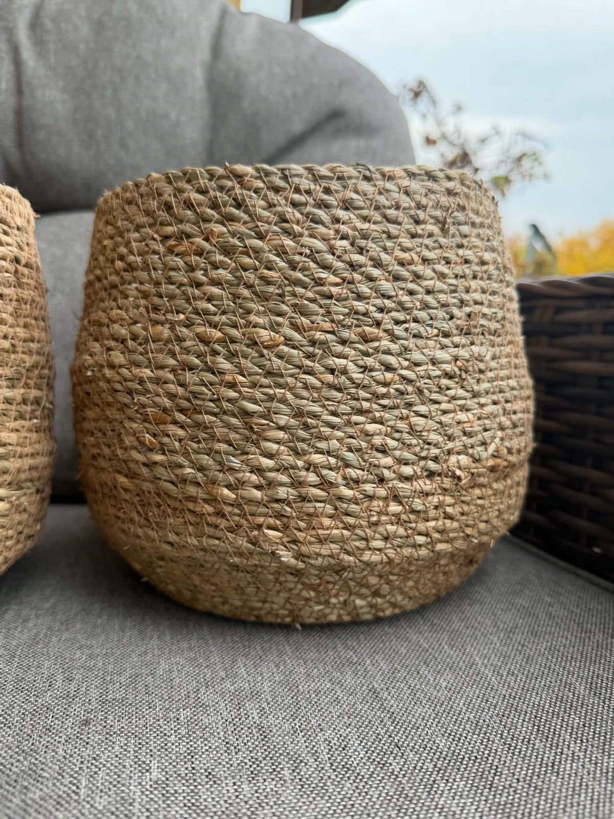Mand van zeegras – Natuur