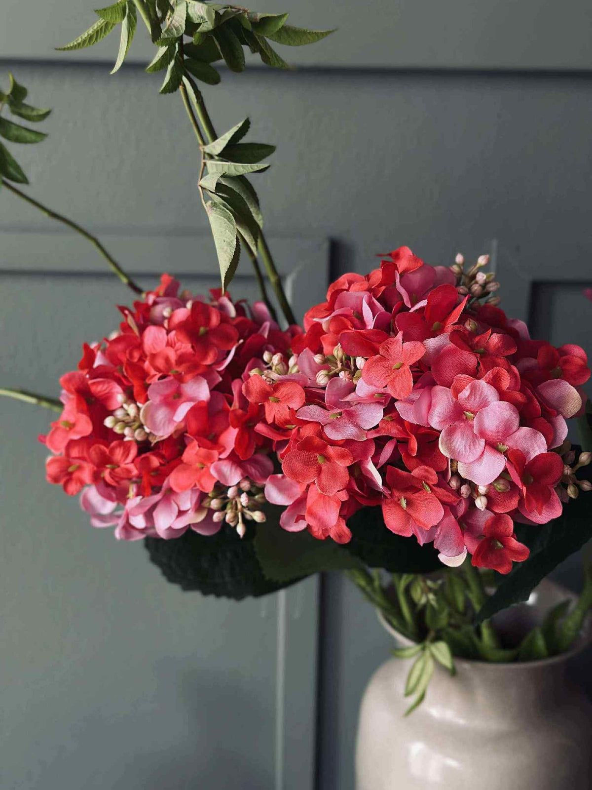 Hortensia Pink