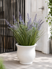 Lavendel in boeket voor binnen en buiten - 70 cm