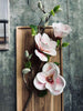 Bloem Magnolia - Roze