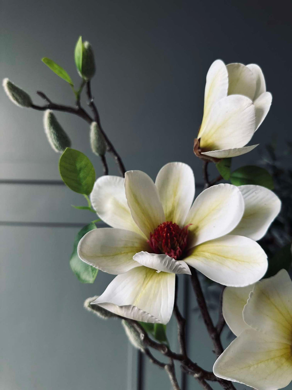 Bloesem Magnolia - Wit