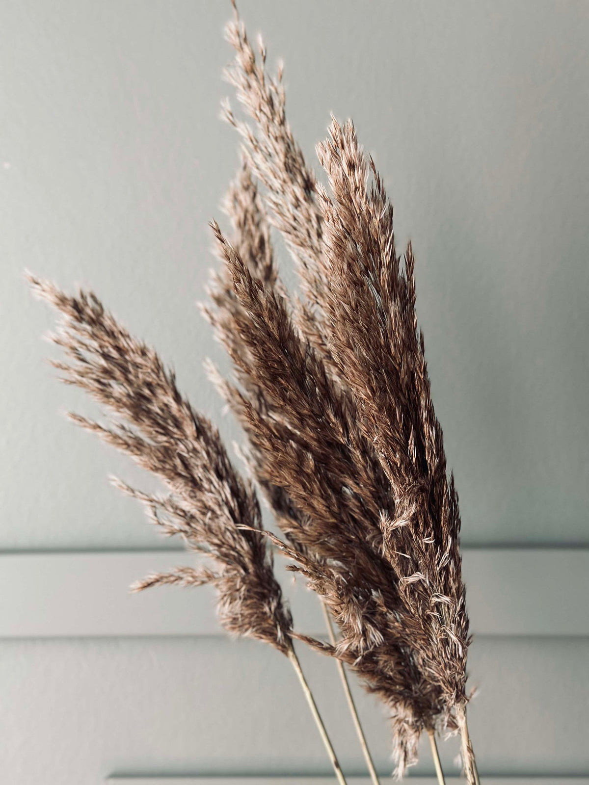 Pampas 5 stuks
