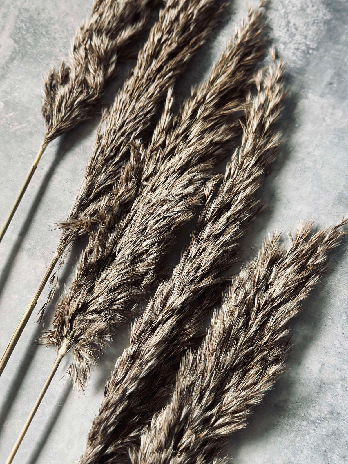 Pampas 5 stuks