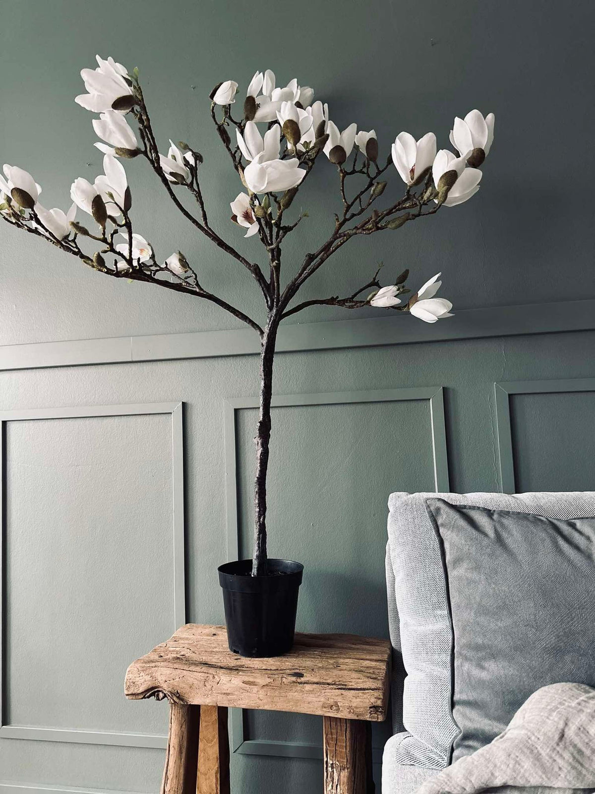 Magnoliaboom in pot - 120 cm Wit