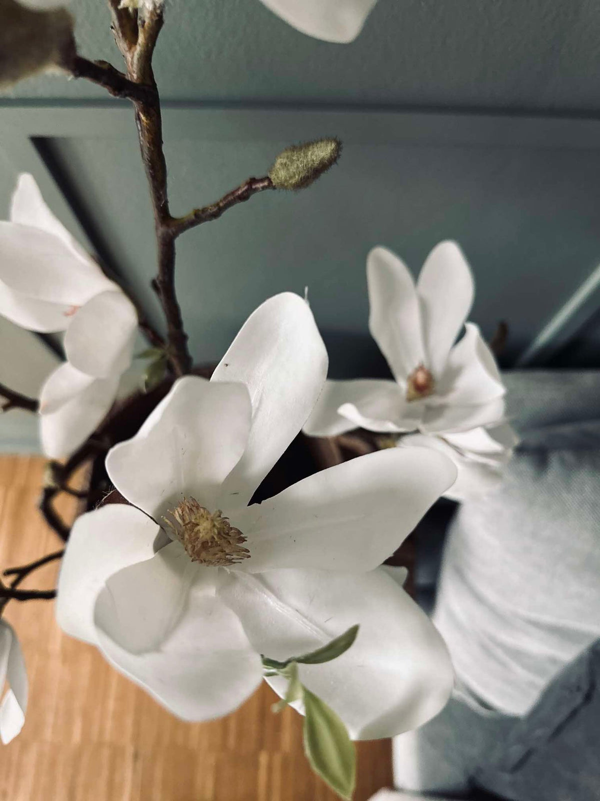 Magnoliaboom in pot - 70 cm Wit