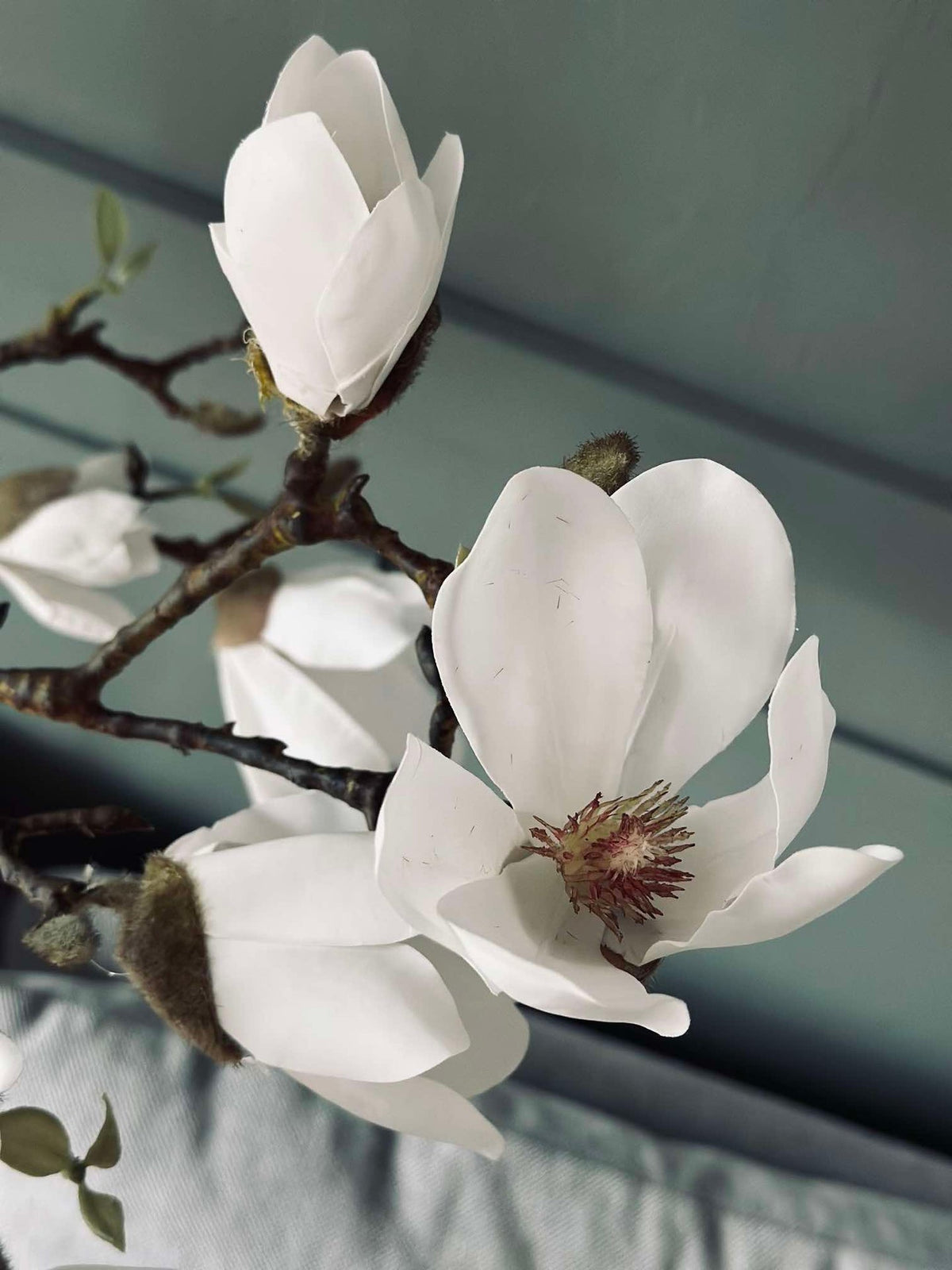 Magnoliaboom in pot - 120 cm Wit