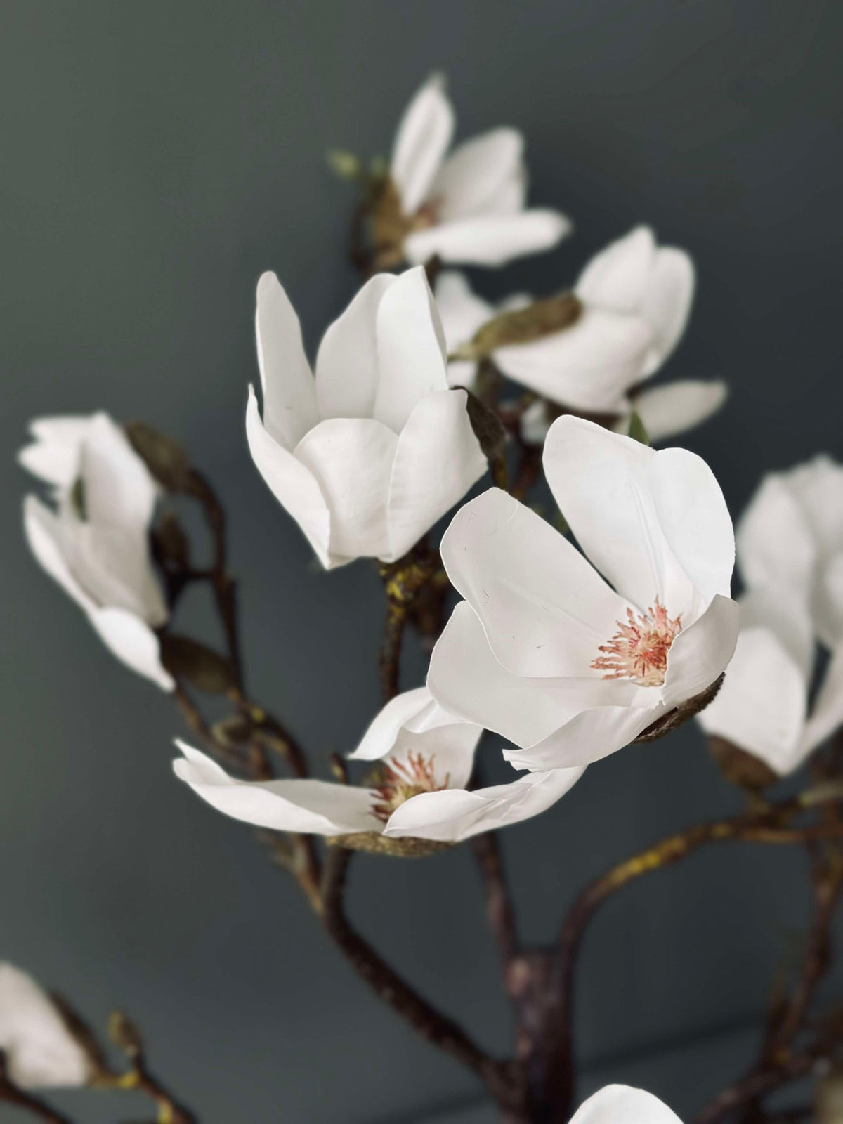 Magnoliaboom in pot - 120 cm Wit