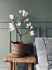 Magnoliaboom in pot - 70 cm Wit
