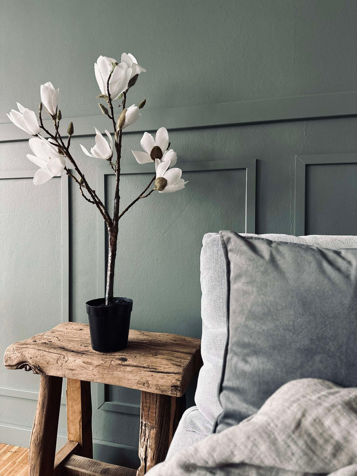 Magnoliaboom in pot - 70 cm Wit