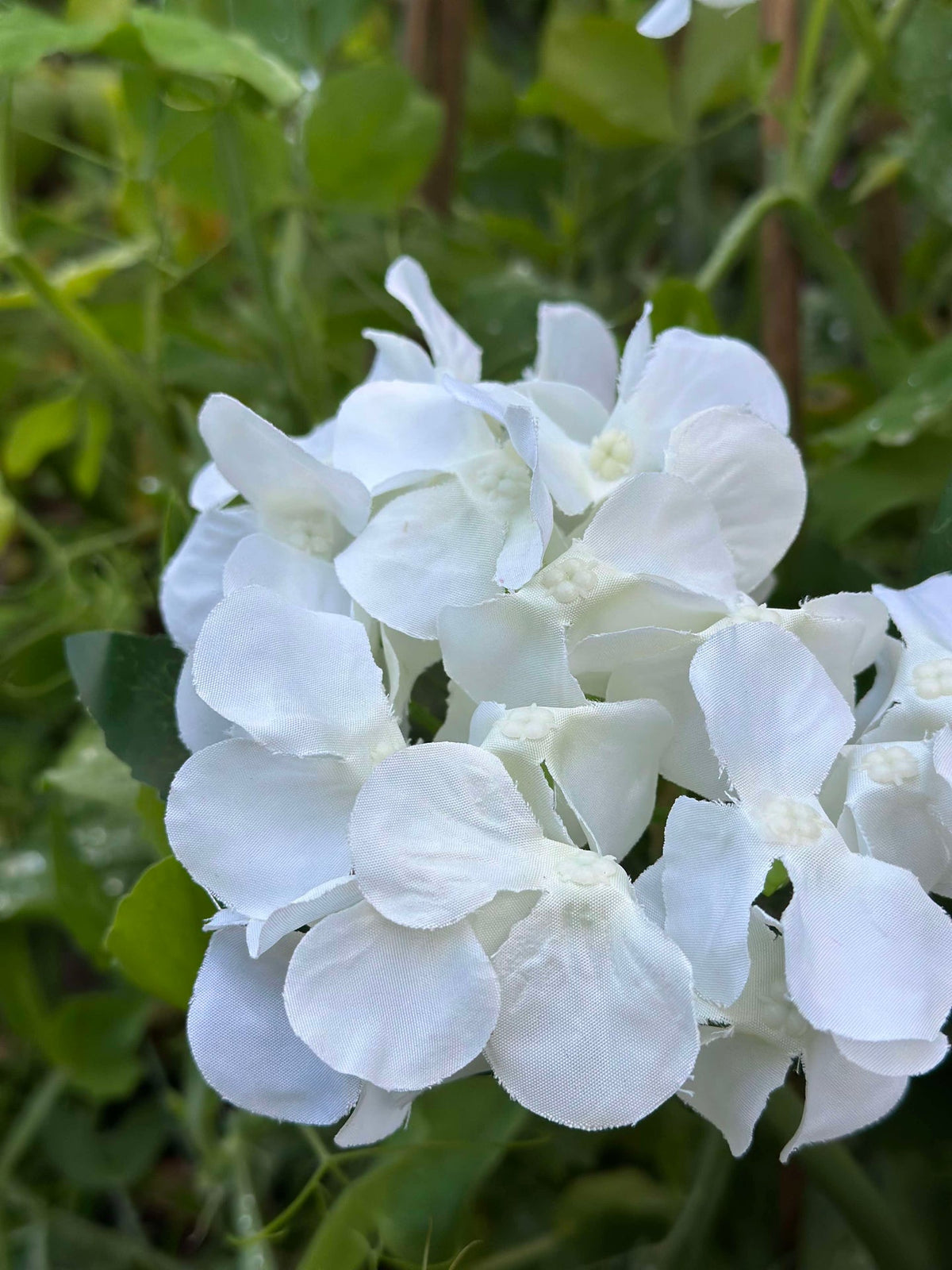 Hortensia met zonne-energie - Wit
