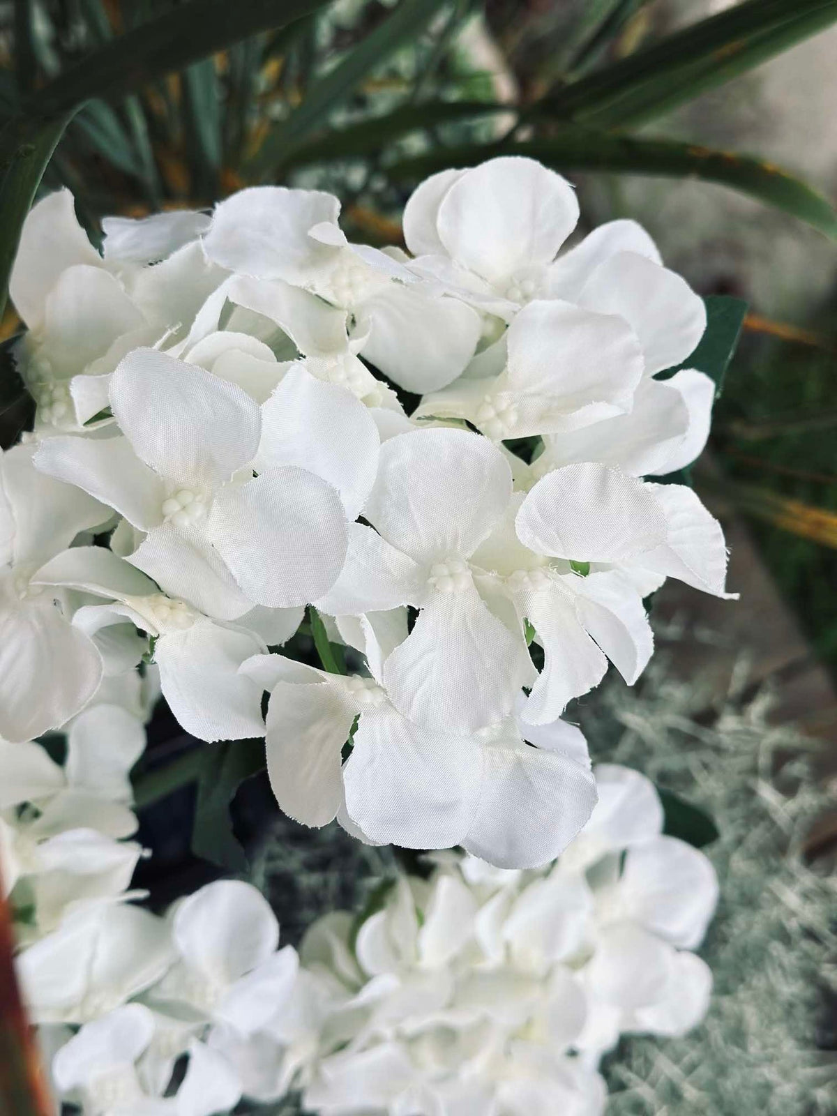Hortensia met zonne-energie - Wit