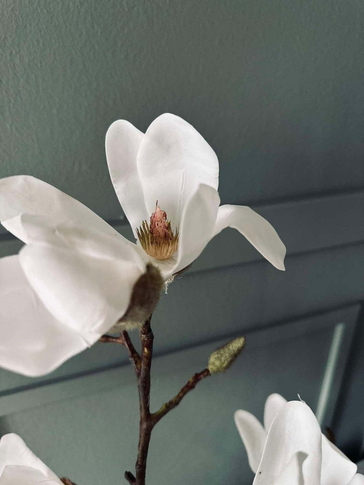 Magnoliaboom in pot - 70 cm Wit