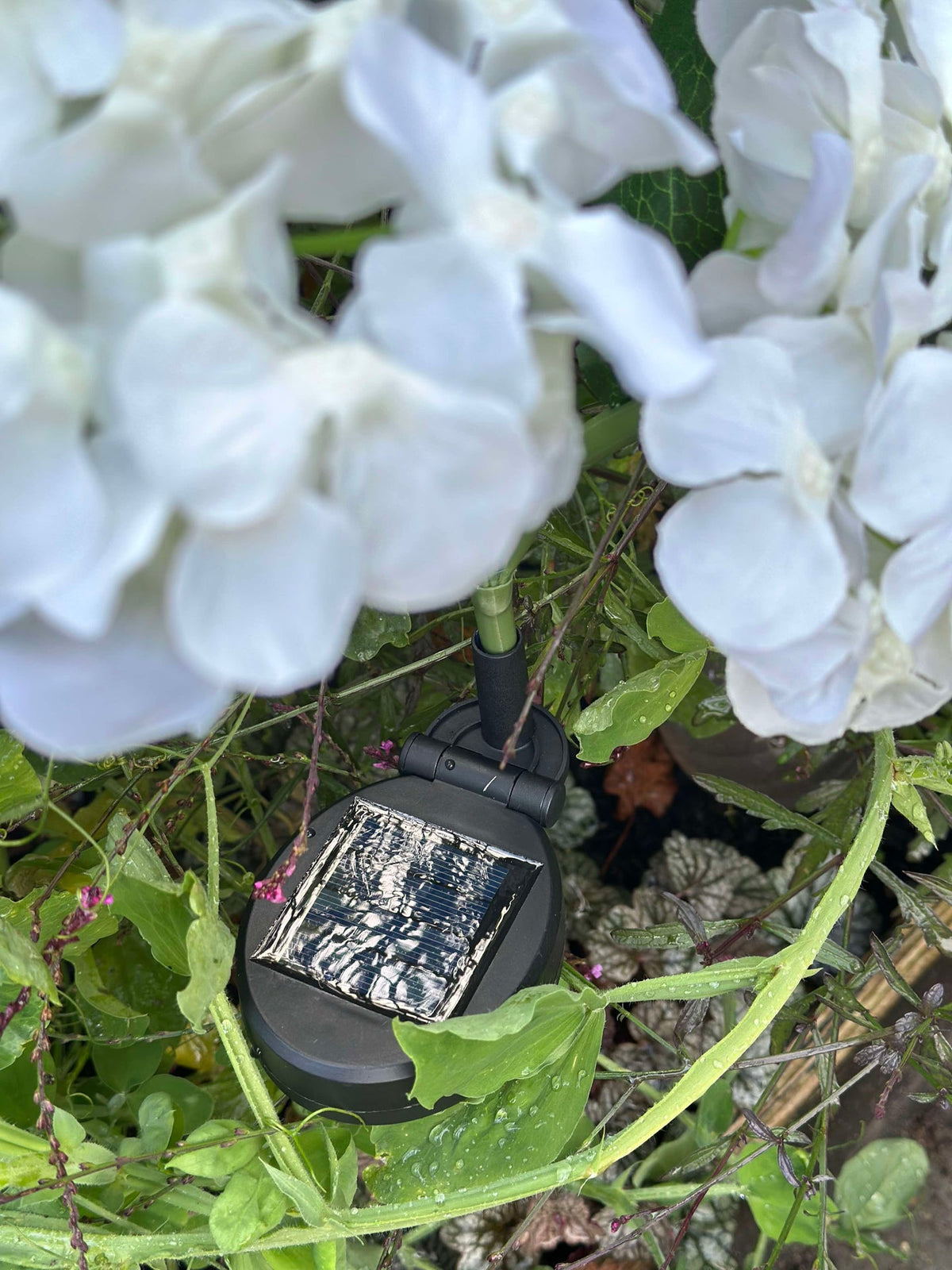 Hortensia met zonne-energie - Wit