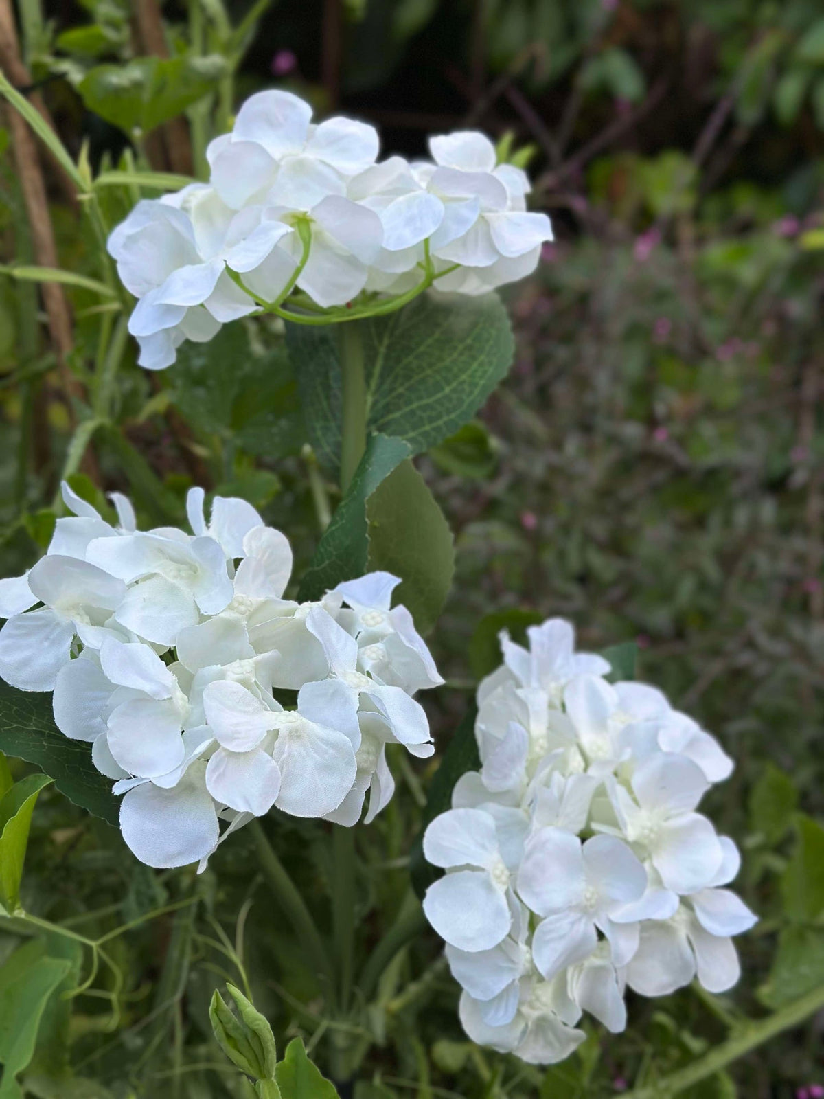 Hortensia met zonne-energie - Wit