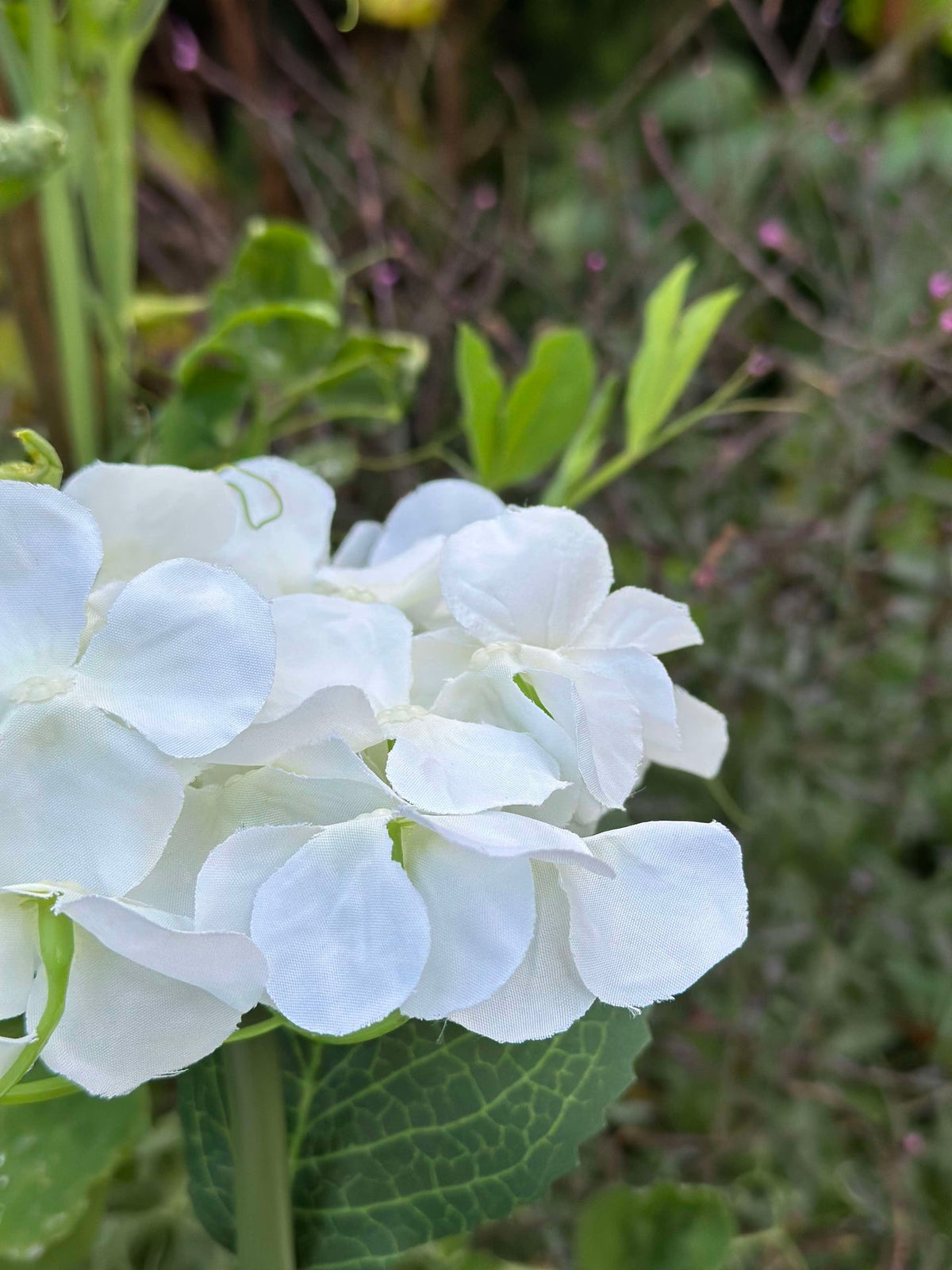 Hortensia met zonne-energie - Wit
