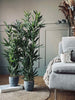Bamboe in pot 110cm