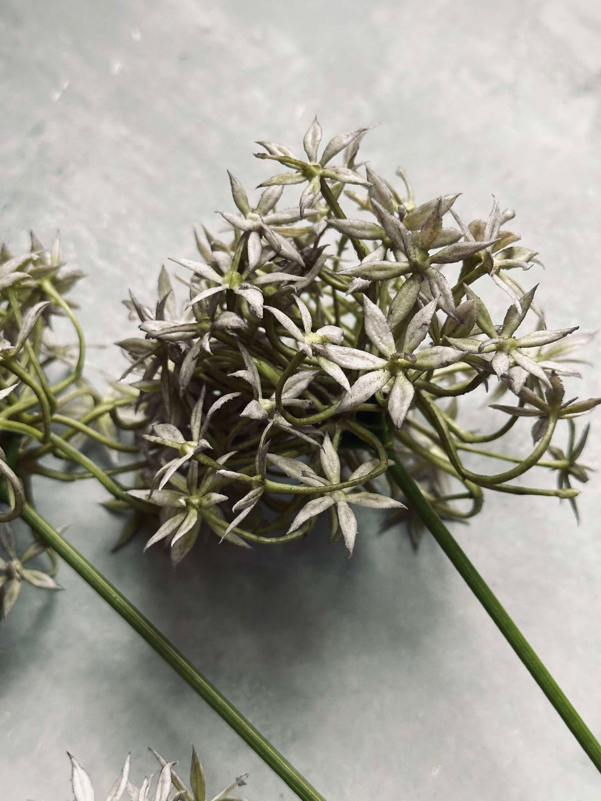 Bloem Allium