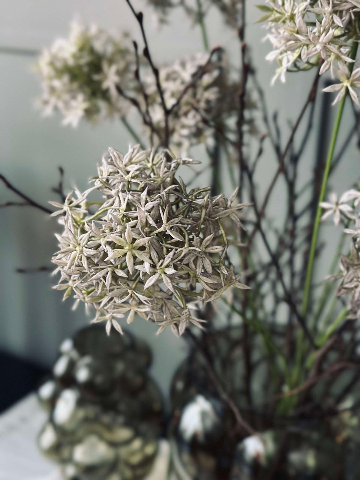 Bloem Allium