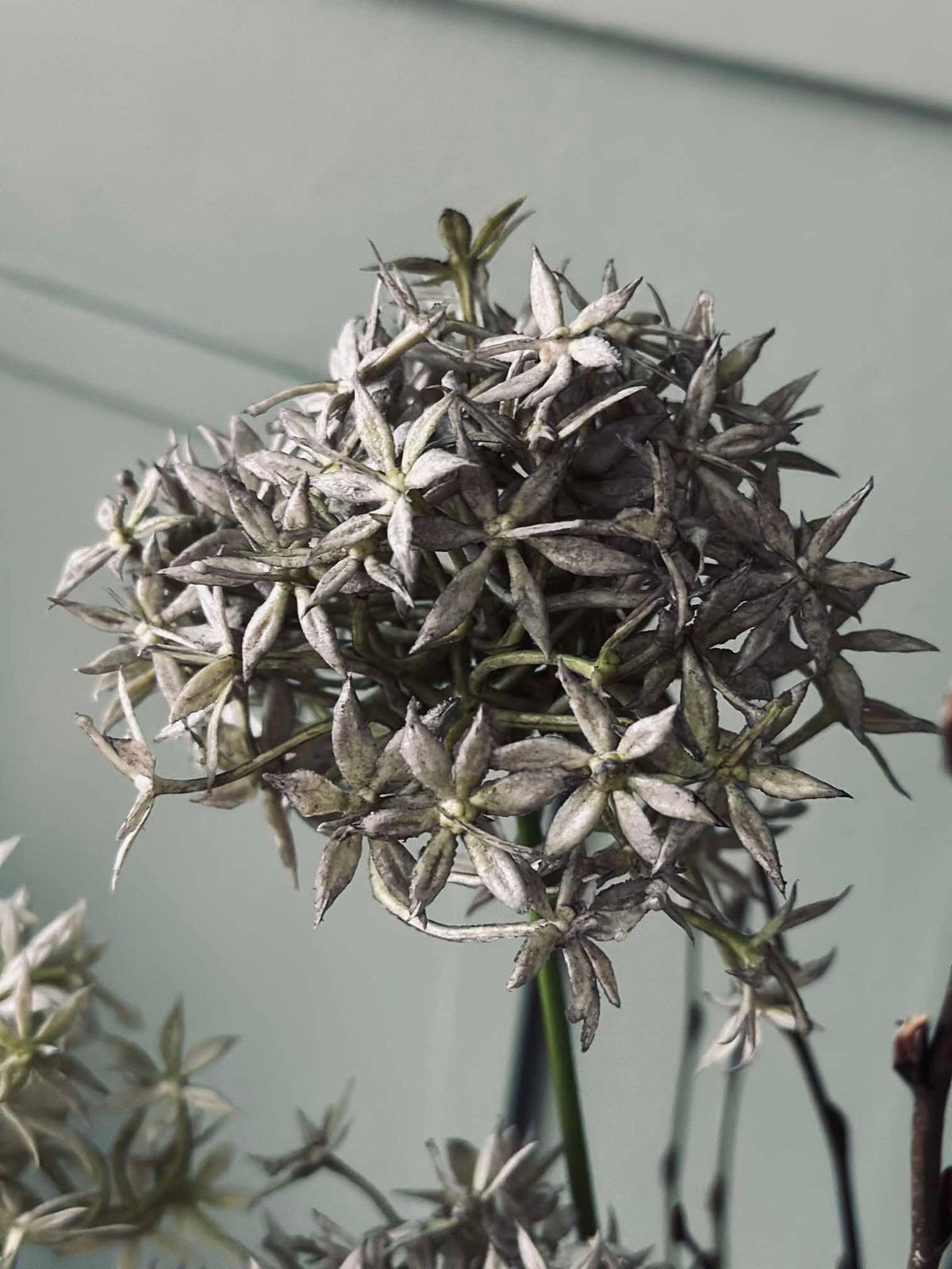 Bloem Allium