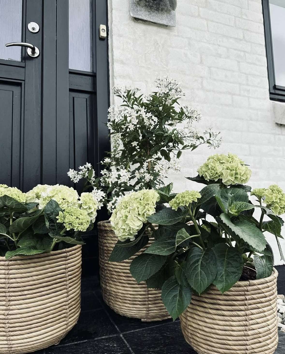 Plantenmanden RATTAN – Set van 3 formaten